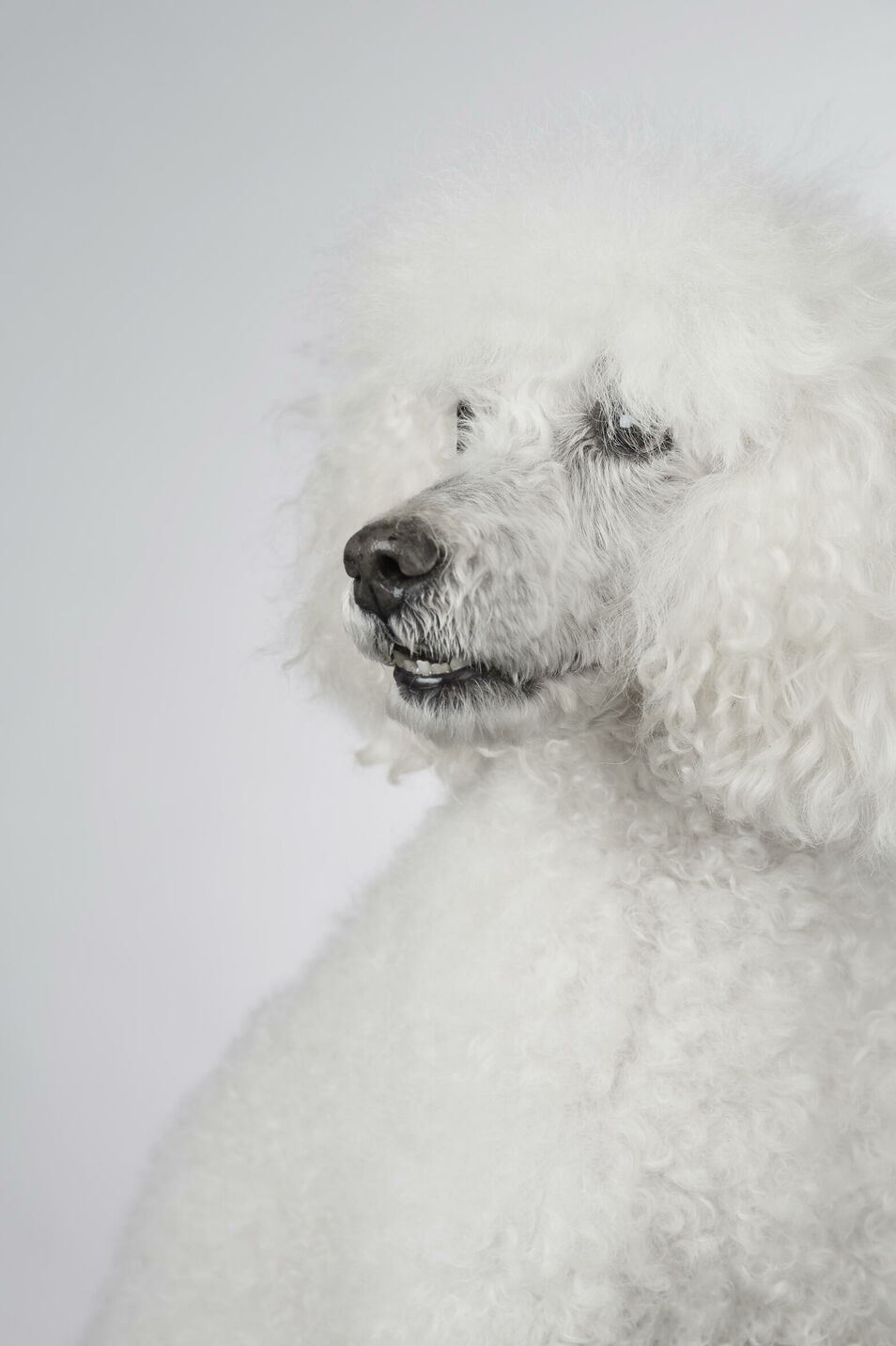 Portaitaufnahme von Pudel Beegee im Fotostudio.