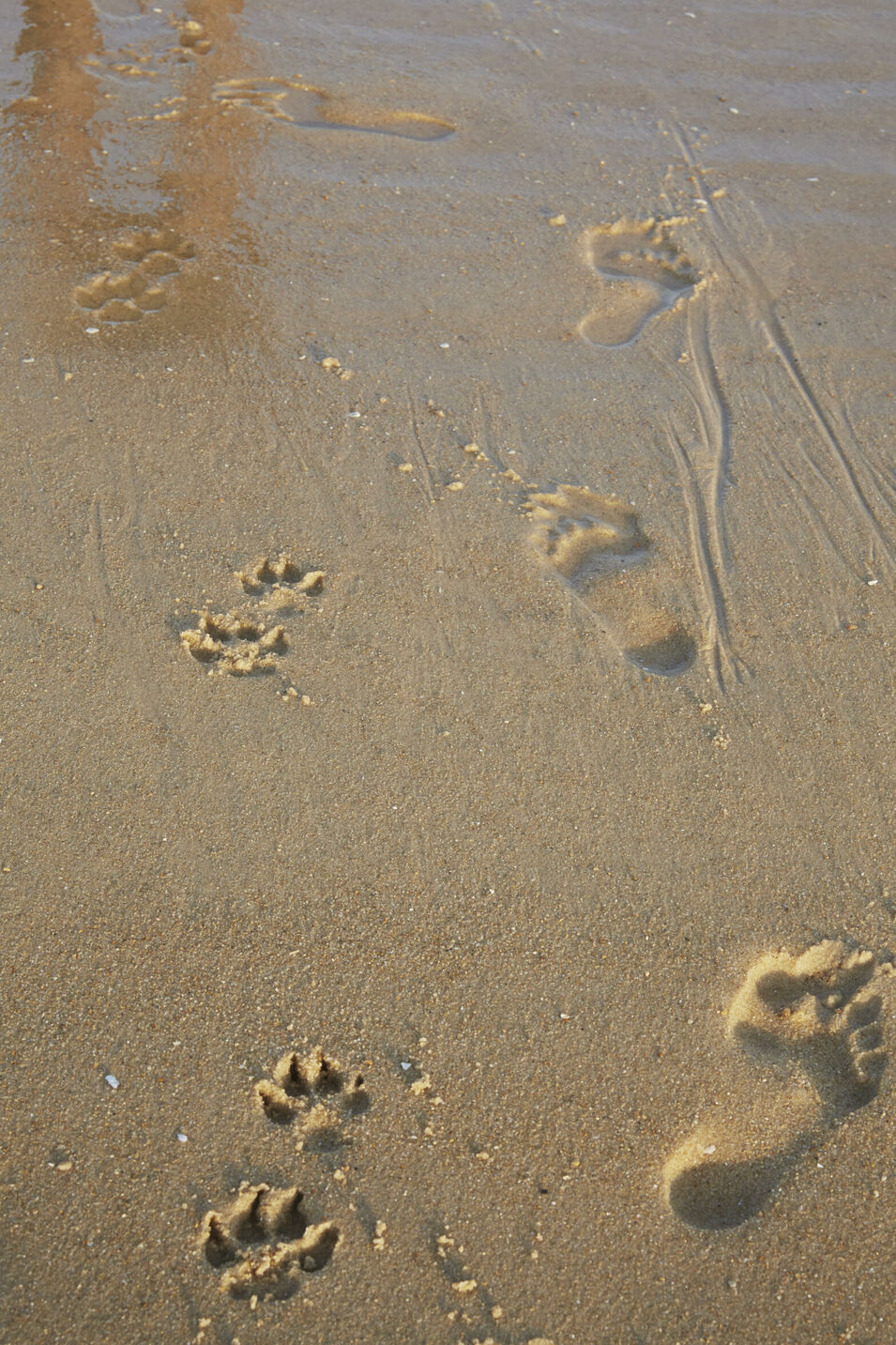 Hunde und Menschenspuren im Sand