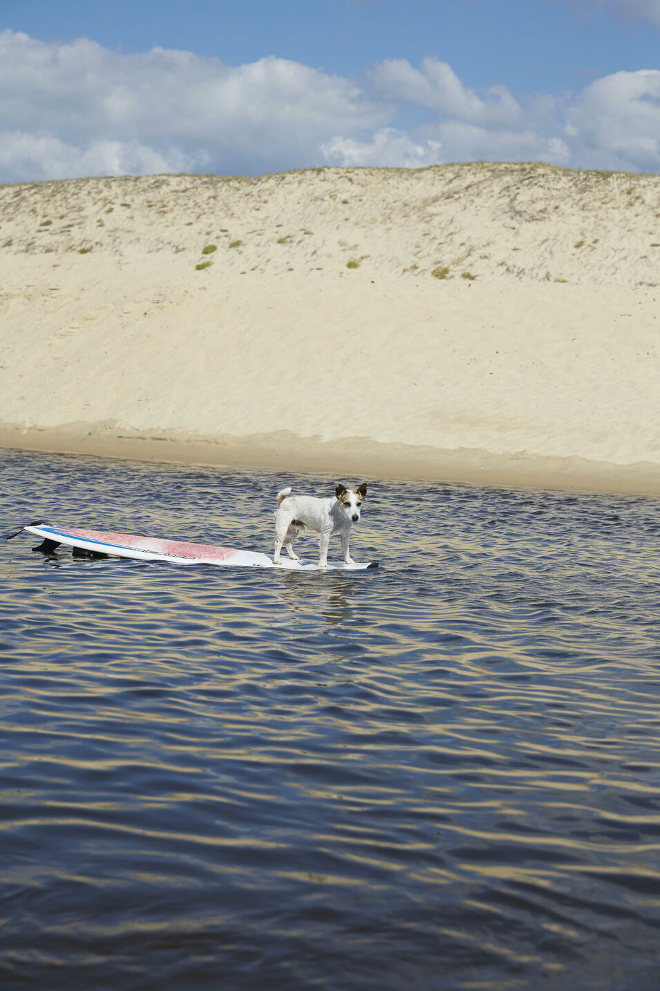 Hund auf dem Surfbrett