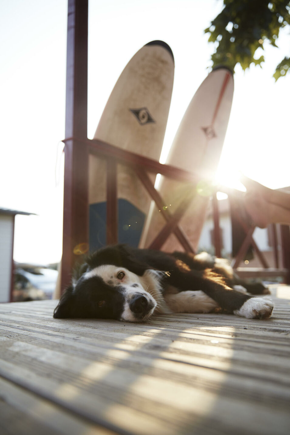 Hund ruht auf der Terasse neben den Surfbrettern