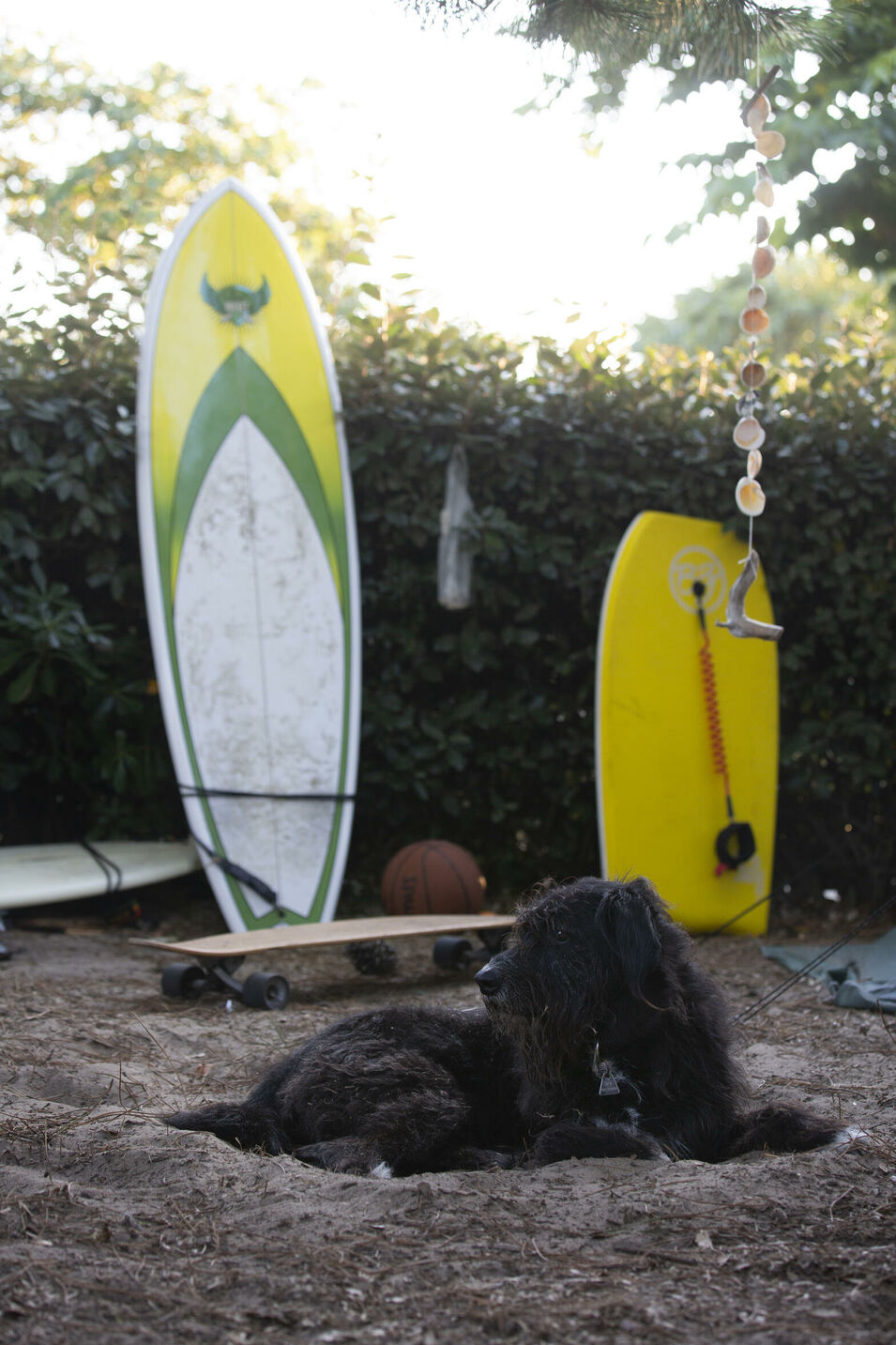Hund vor seinem Zelt beim Ausspannen