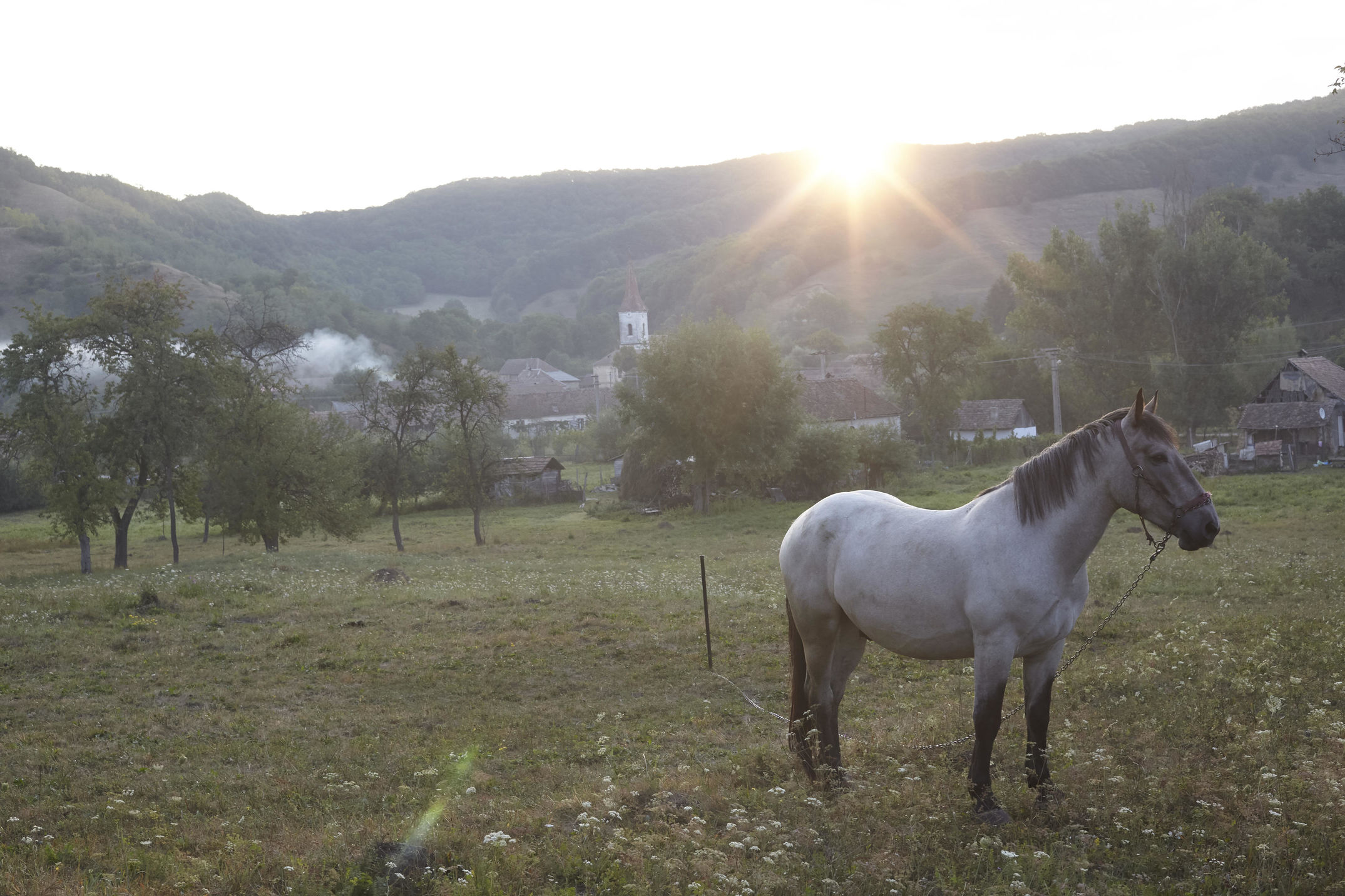 Eine Reise nach Transylvanien, wo man noch mit Pferdekutschen fahren kann und Trüffelhunde unterwegs sind. Für die Zeitschrift DOGS fotografiert.
