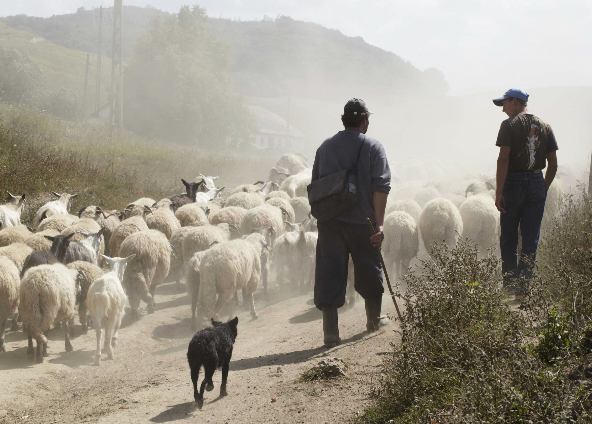 Eine Reise nach Transylvanien, wo man noch mit Pferdekutschen fahren kann und Trüffelhunde unterwegs sind. Für die Zeitschrift DOGS fotografiert.