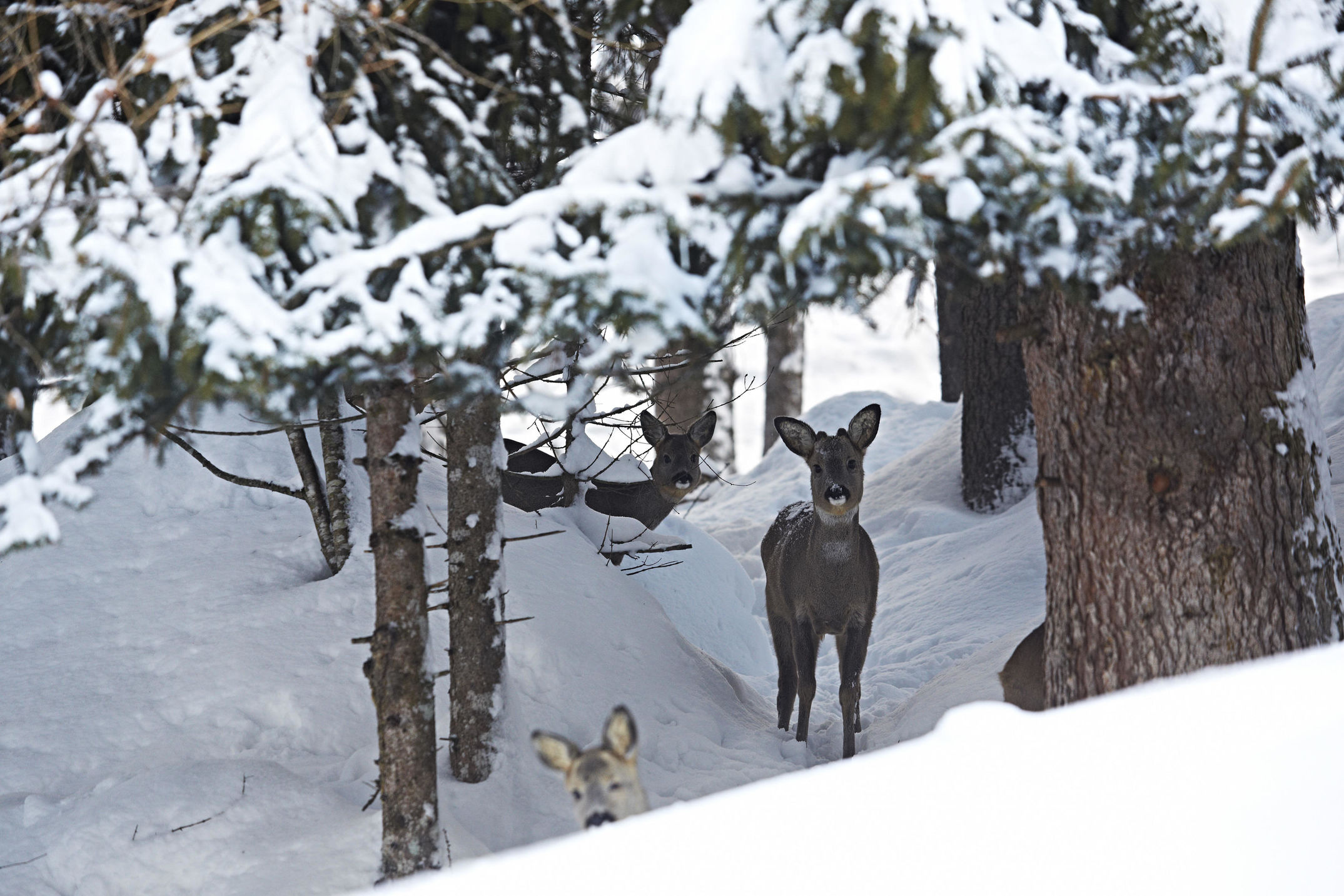 Im Südtiroler Vinschgau liegt der Ort Trafoi, wo im Winter der Pass über das Stilfser Joch endet. Dort liegt das Hotel Belvedere von Familie Thöni.