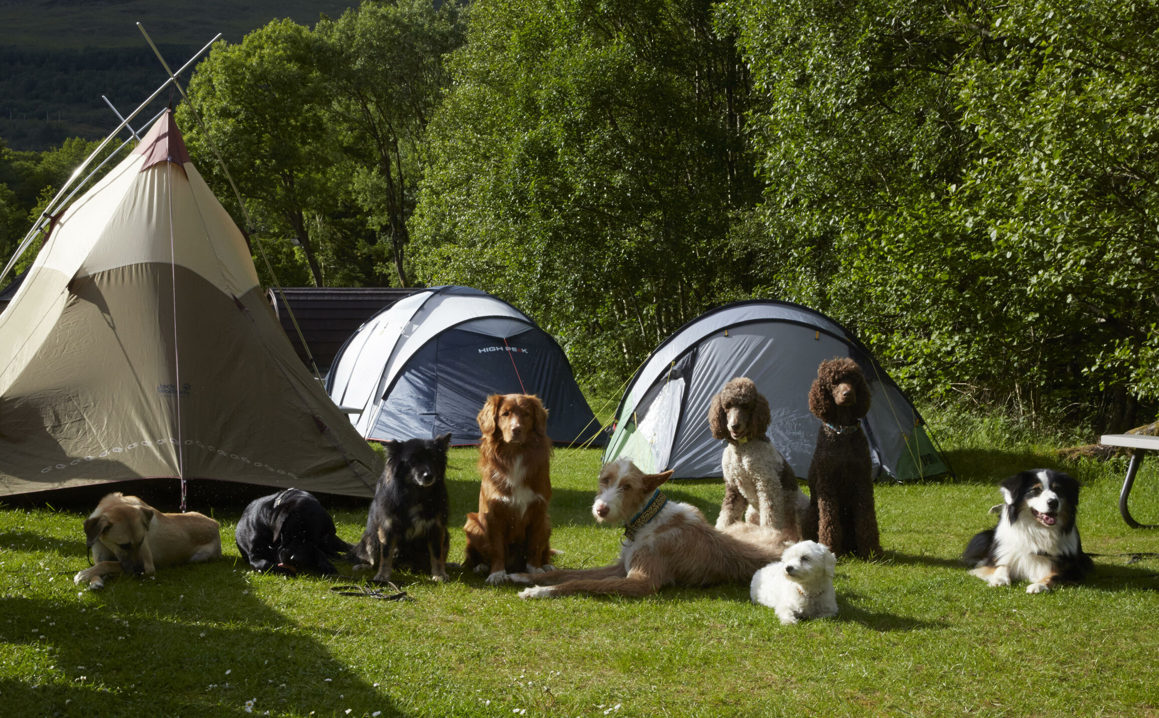 Mehrtägige Wanderung mit Hunden auf dem schottischen West Highland Way. Fotografiert für die Zeitschrift DOGS, Autorin Andrea Mertes