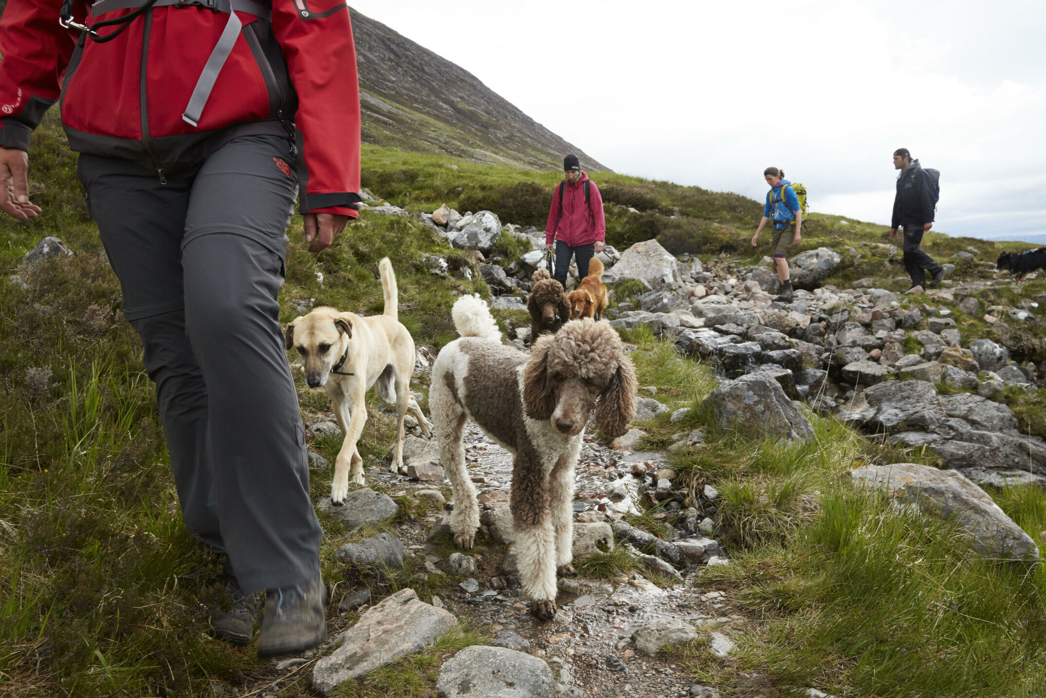 Mehrtägige Wanderung mit Hunden auf dem schottischen West Highland Way. Fotografiert für die Zeitschrift DOGS, Autorin Andrea Mertes