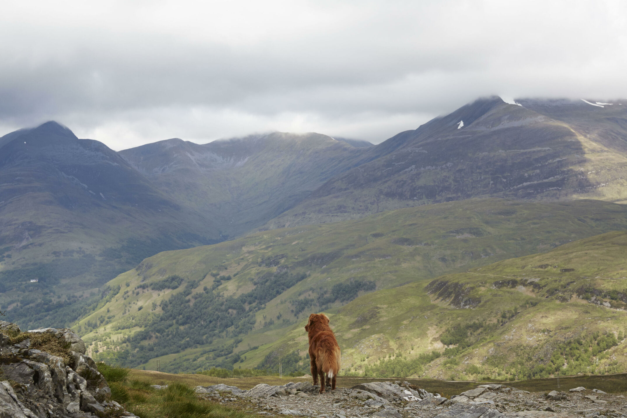 Mehrtägige Wanderung mit Hunden auf dem schottischen West Highland Way. Fotografiert für die Zeitschrift DOGS, Autorin Andrea Mertes