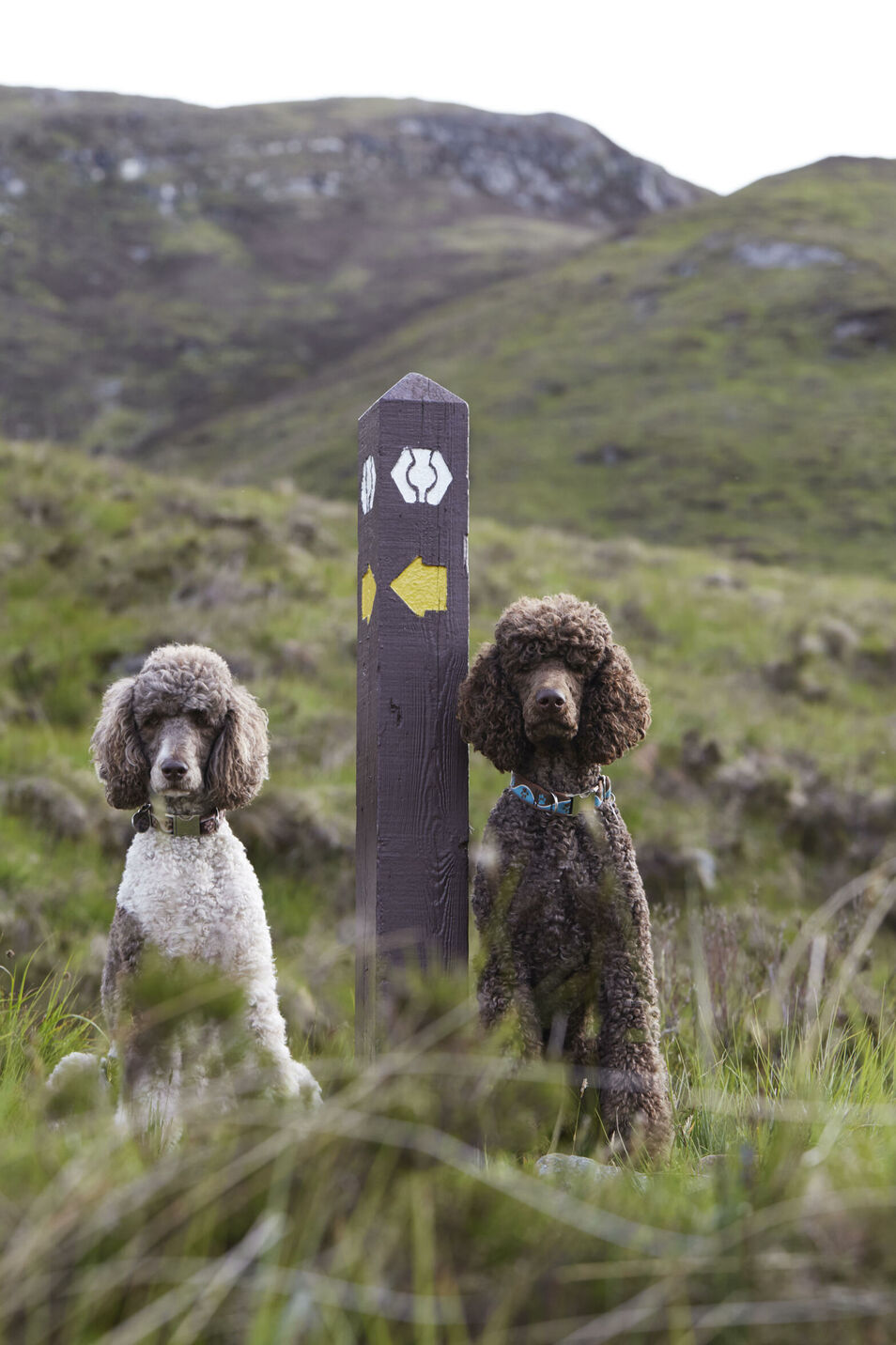 Mehrtägige Wanderung mit Hunden auf dem schottischen West Highland Way. Fotografiert für die Zeitschrift DOGS, Autorin Andrea Mertes