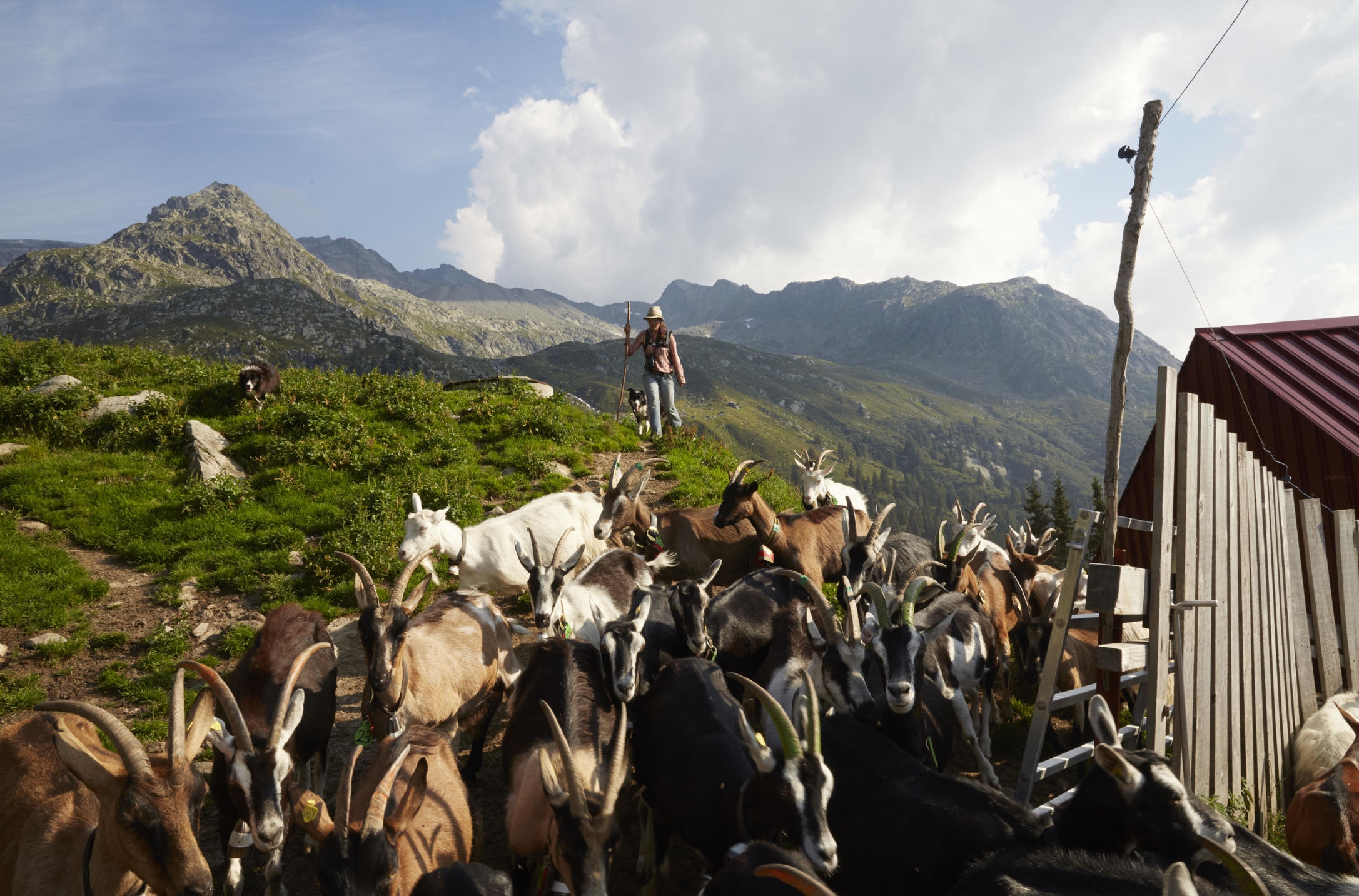 Ziegen in hochalpinem Gelände in Graubünden, Schweiz. Eine Reportage über das einfache, harte, aber schöne Leben als Ziegenhirtin auf Zeit.