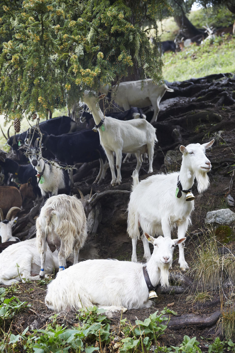 Ziegen in hochalpinem Gelände in Graubünden, Schweiz. Eine Reportage über das einfache, harte, aber schöne Leben als Ziegenhirtin auf Zeit.