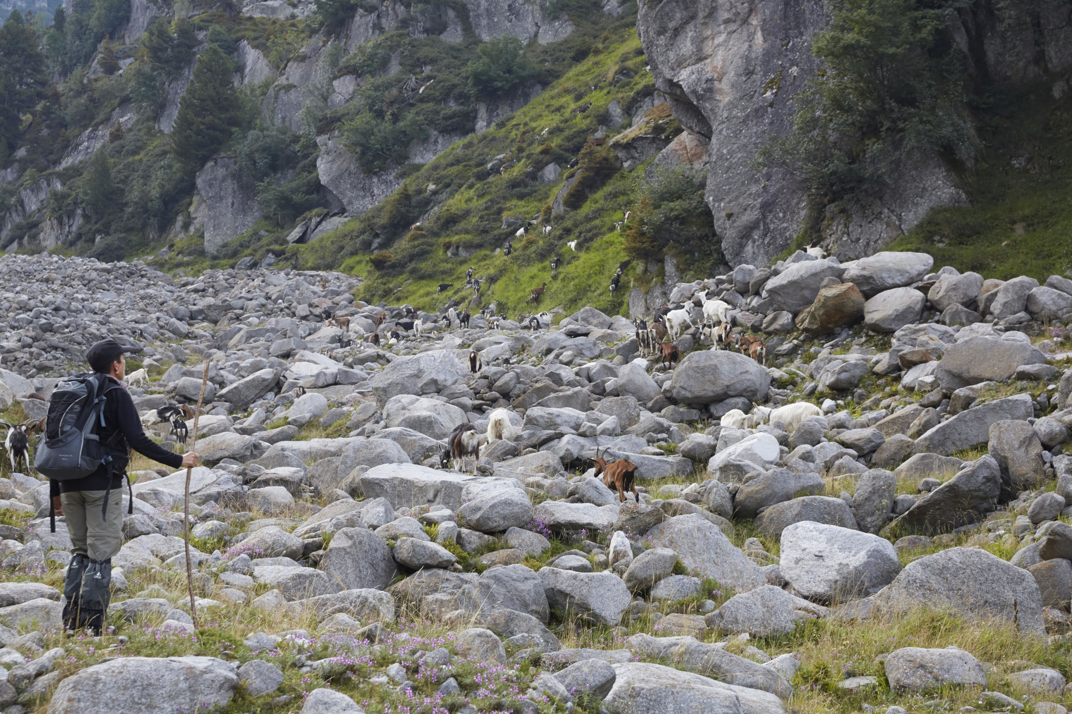 Ziegen in hochalpinem Gelände in Graubünden, Schweiz. Eine Reportage über das einfache, harte, aber schöne Leben als Ziegenhirtin auf Zeit.
