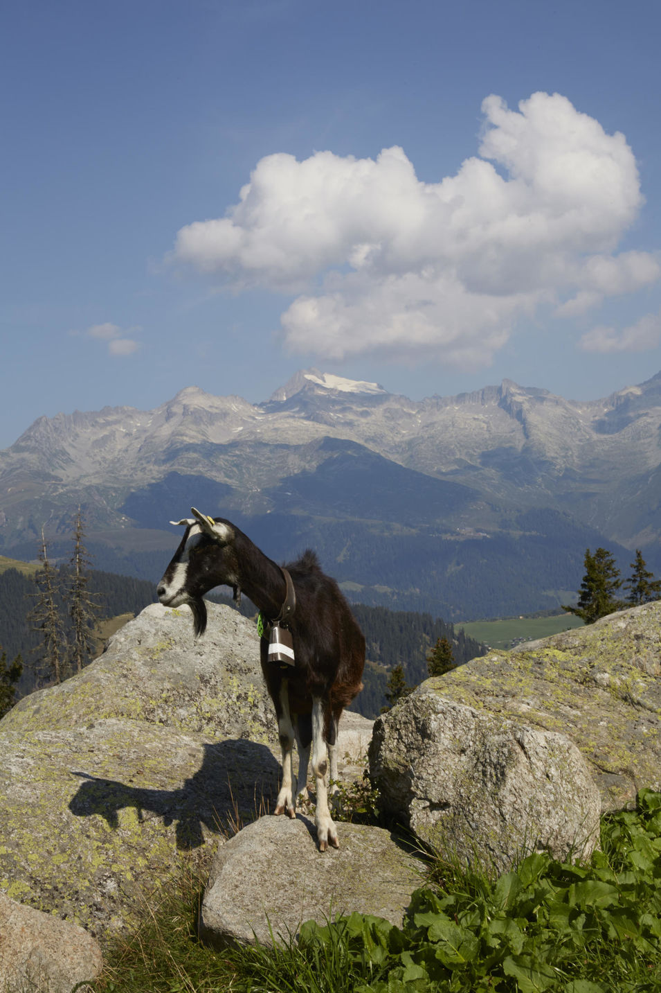 Ziegen in hochalpinem Gelände in Graubünden, Schweiz. Eine Reportage über das einfache, harte, aber schöne Leben als Ziegenhirtin auf Zeit.