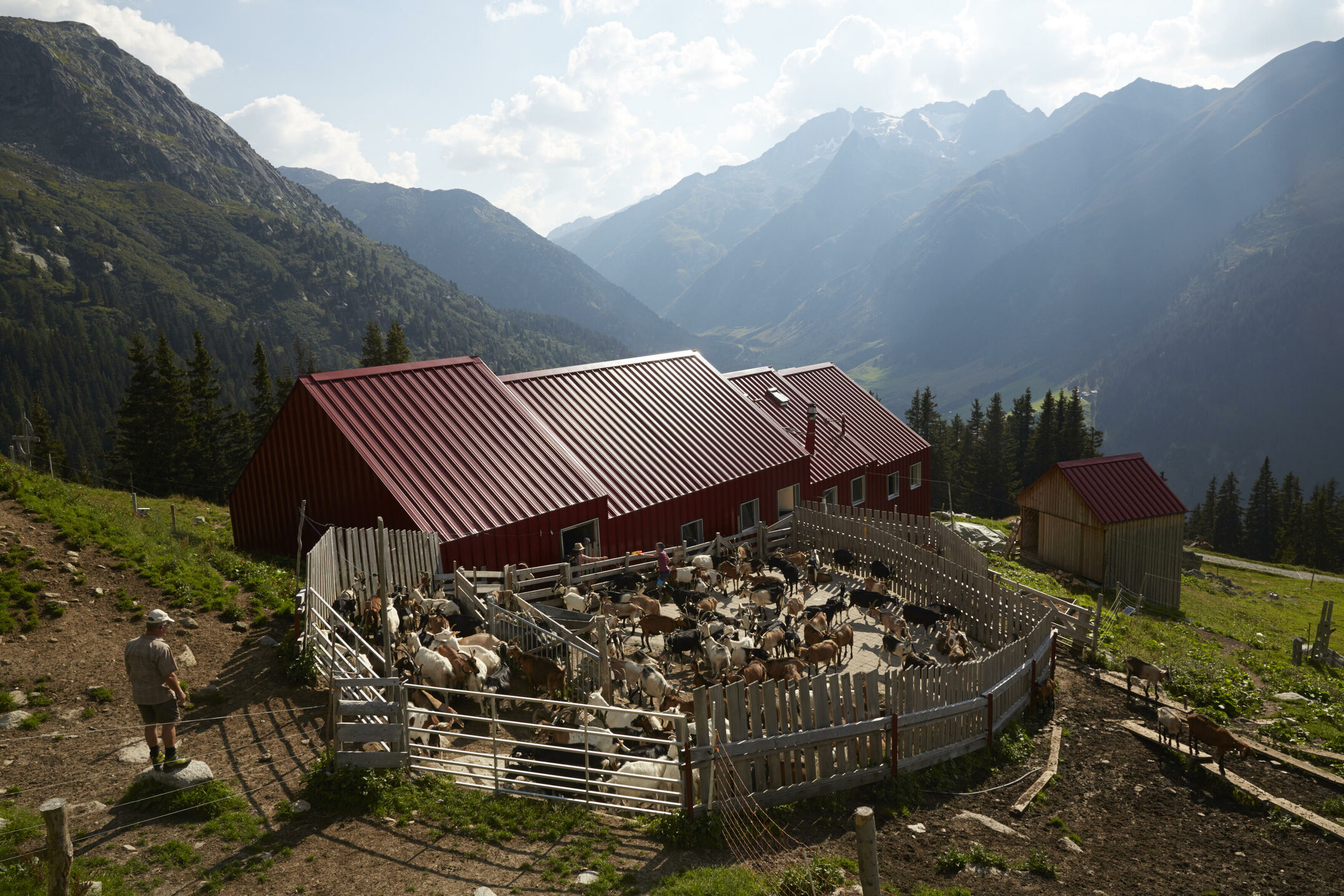 Ziegen in hochalpinem Gelände in Graubünden, Schweiz. Eine Reportage über das einfache, harte, aber schöne Leben als Ziegenhirtin auf Zeit.
