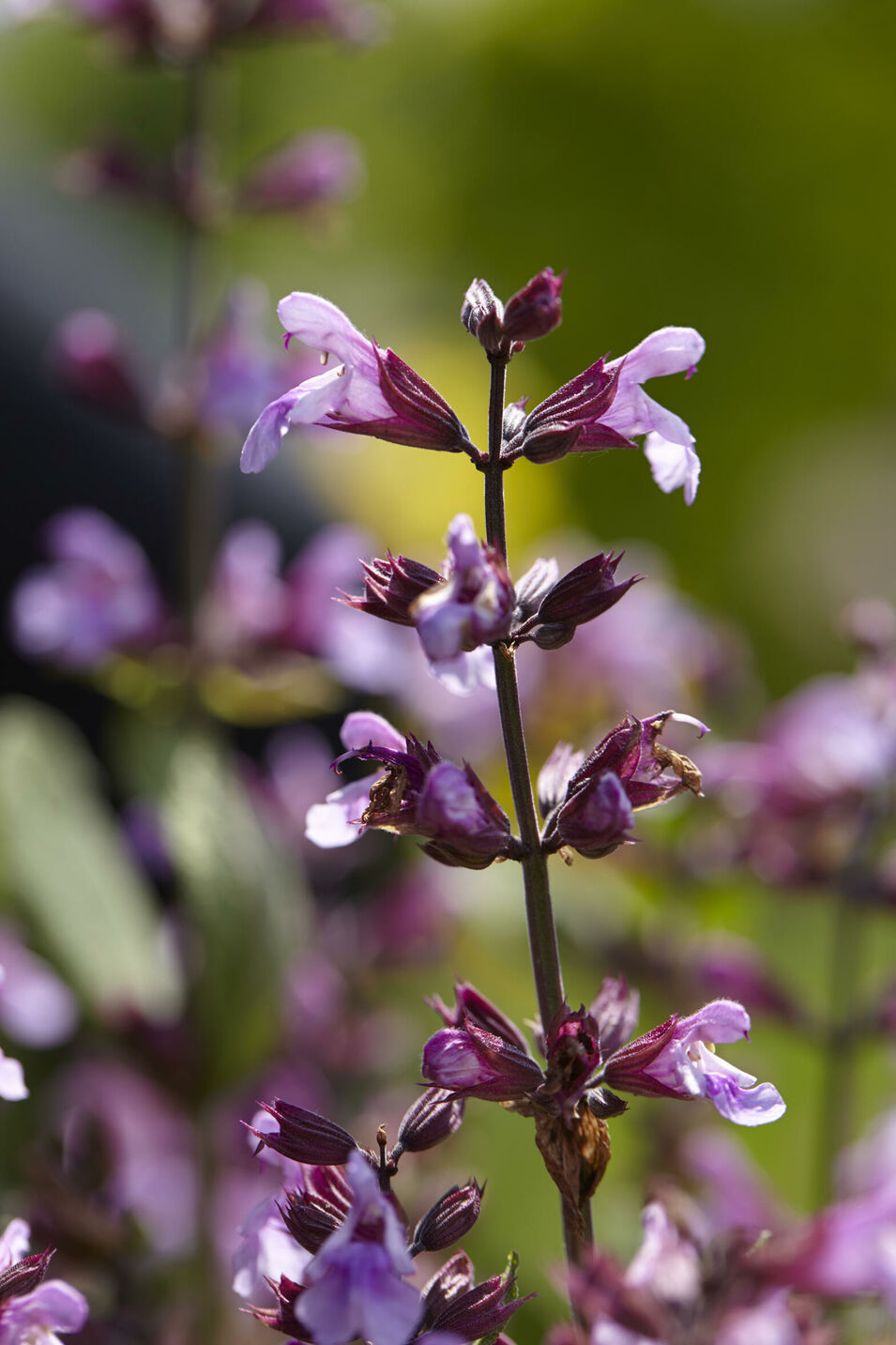 Lavendel kurz vor der Ernte